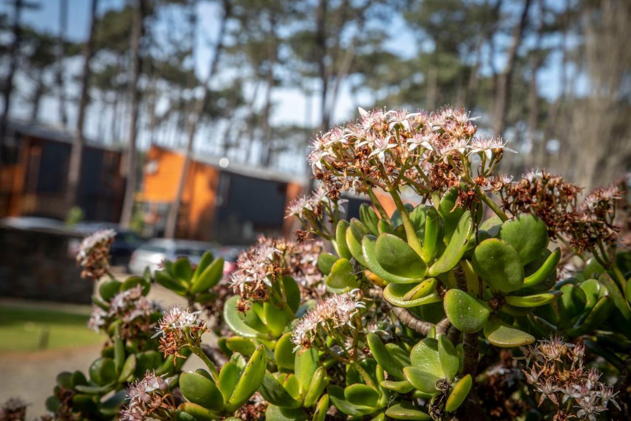 Bungalow B2 - Nature, Beach & River Ofir Exteriör bild